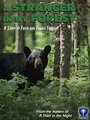 A Stranger in My Forest (1988) скачать бесплатно в хорошем качестве без регистрации и смс 1080p A Stranger in My Forest (1988) скачать бесплатно в хорошем качестве без регистрации и смс 1080p