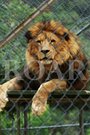 Roar (2013) кадры фильма смотреть онлайн в хорошем качестве Roar (2013) кадры фильма смотреть онлайн в хорошем качестве